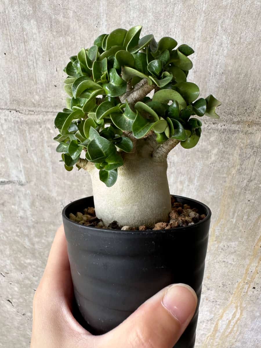 【現品限り】アデニウム・DHA 葉巻【C71】 Adenium DHA