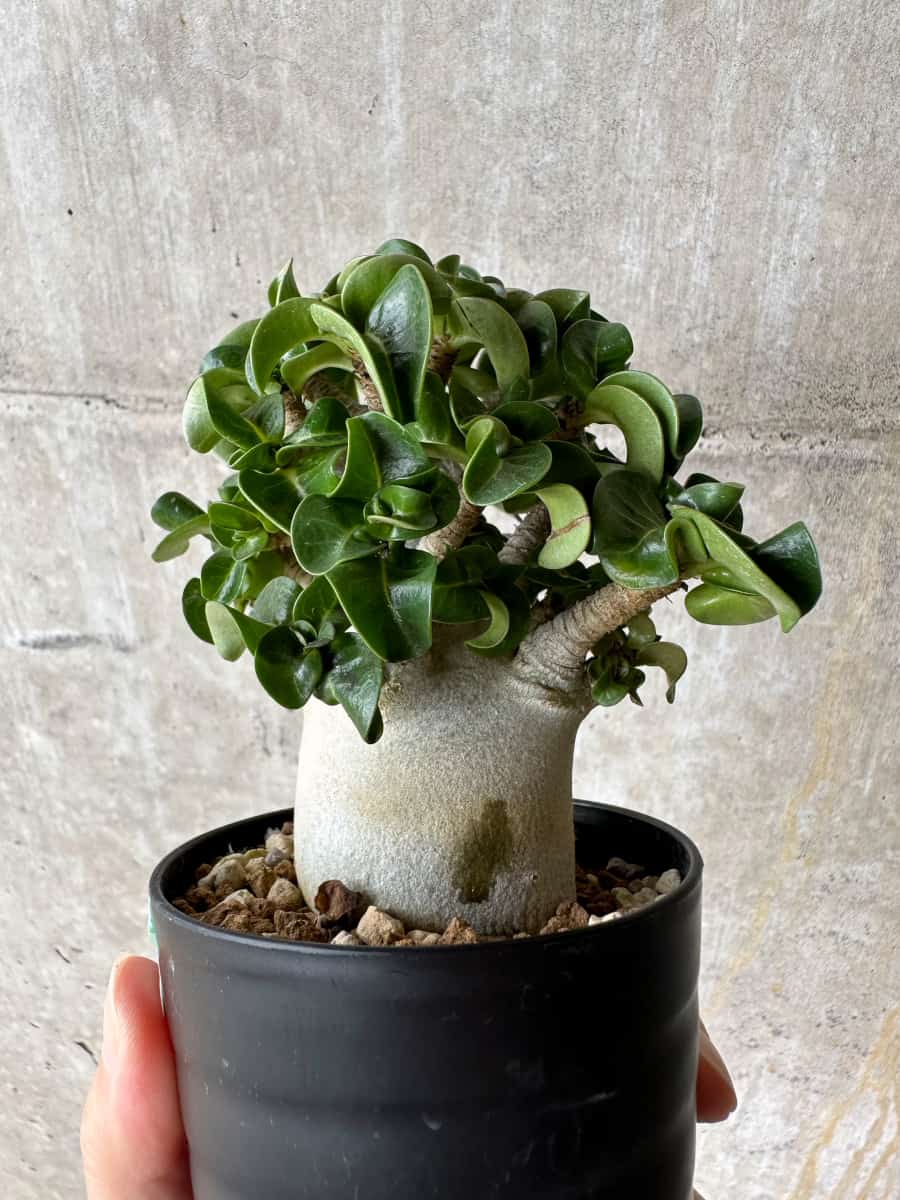 【現品限り】アデニウム・DHA 葉巻【C71】 Adenium DHA