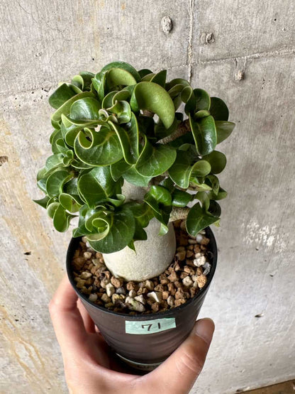 【現品限り】アデニウム・DHA 葉巻【C71】 Adenium DHA