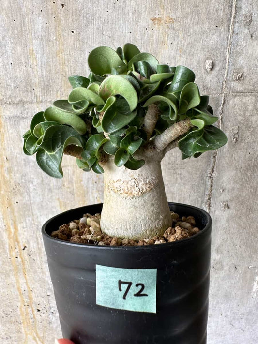 【現品限り】アデニウム・DHA 葉巻【C72】 Adenium DHA