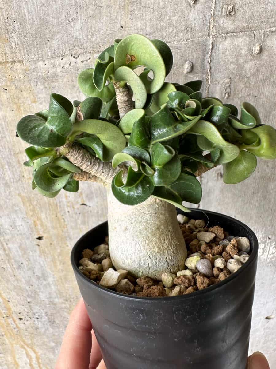 【現品限り】アデニウム・DHA 葉巻【C72】 Adenium DHA