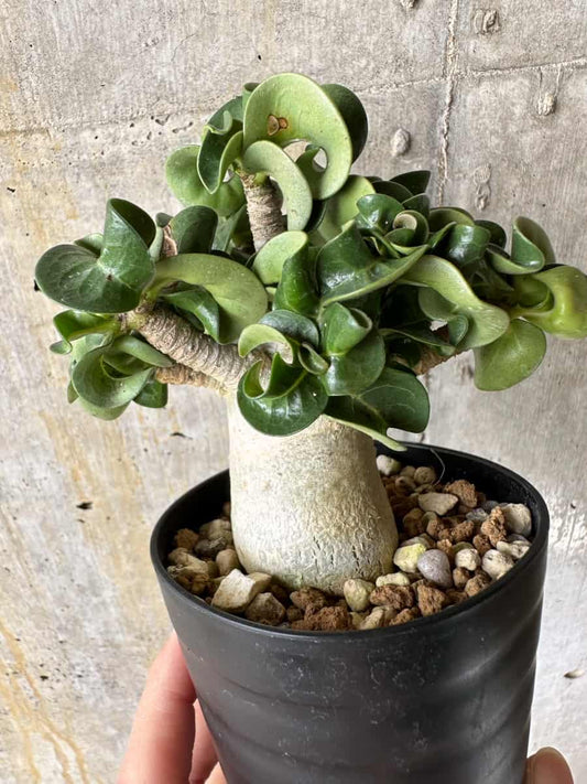 【現品限り】アデニウム・DHA 葉巻【C72】 Adenium DHA