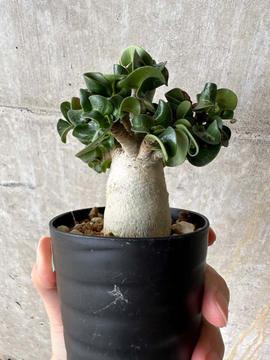 【現品限り】アデニウム・DHA 葉巻【C72】 Adenium DHA