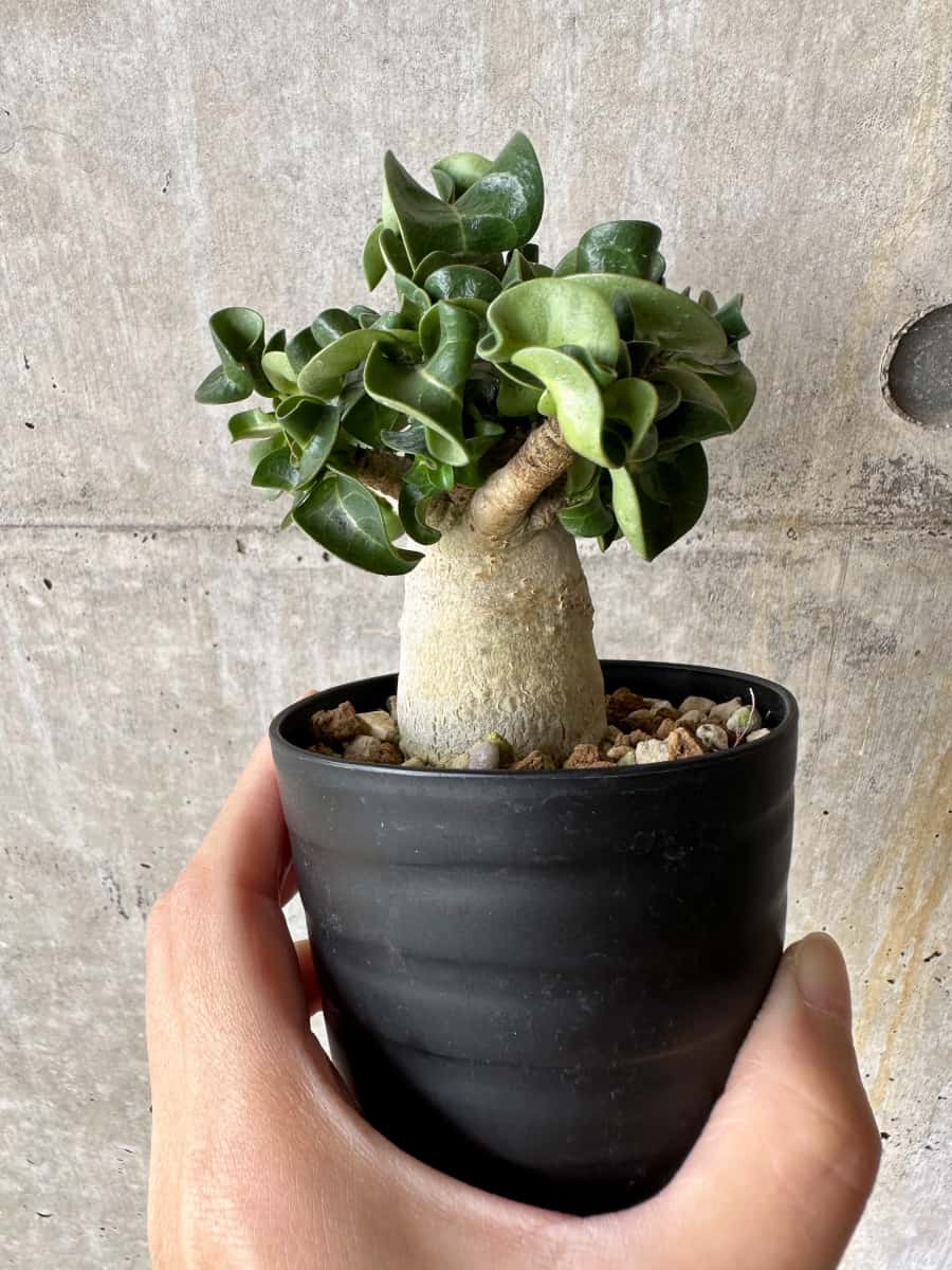 【現品限り】アデニウム・DHA 葉巻【C72】 Adenium DHA