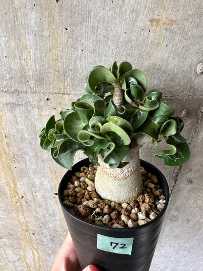 【現品限り】アデニウム・DHA 葉巻【C72】 Adenium DHA