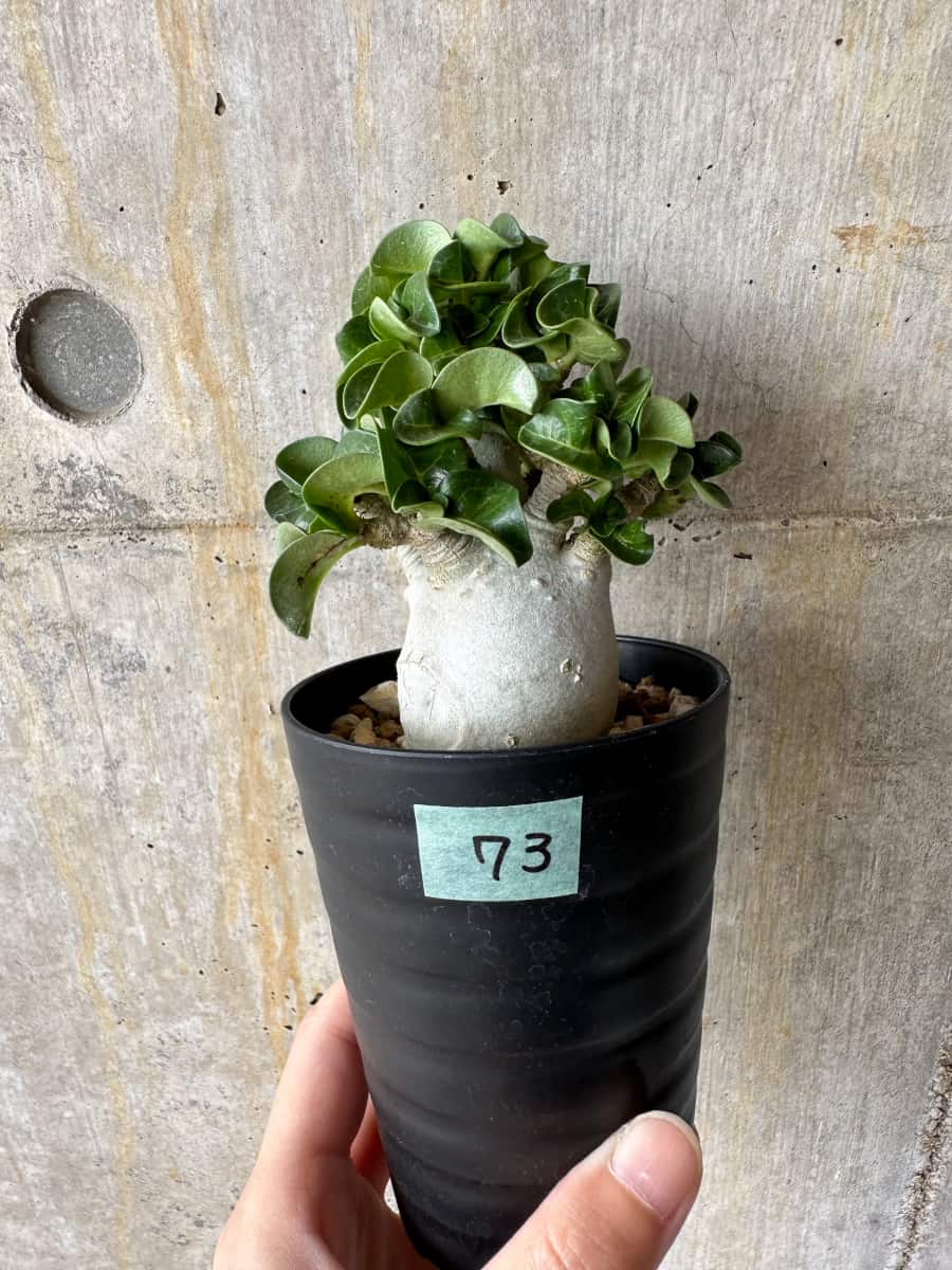 【現品限り】アデニウム・DHA 葉巻【C73】 Adenium DHA
