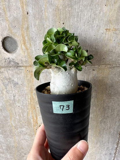 【現品限り】アデニウム・DHA 葉巻【C73】 Adenium DHA