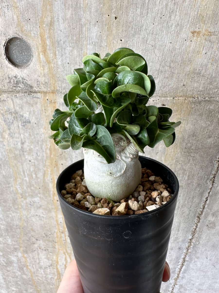 【現品限り】アデニウム・DHA 葉巻【C73】 Adenium DHA