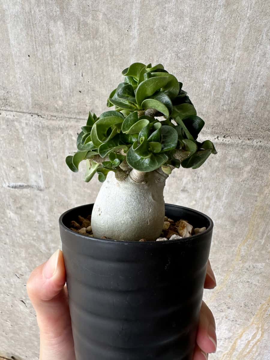 【現品限り】アデニウム・DHA 葉巻【C73】 Adenium DHA