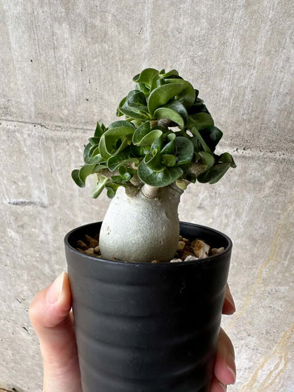 【現品限り】アデニウム・DHA 葉巻【C73】 Adenium DHA