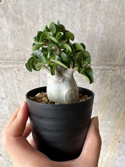 【現品限り】アデニウム・DHA 葉巻【C73】 Adenium DHA