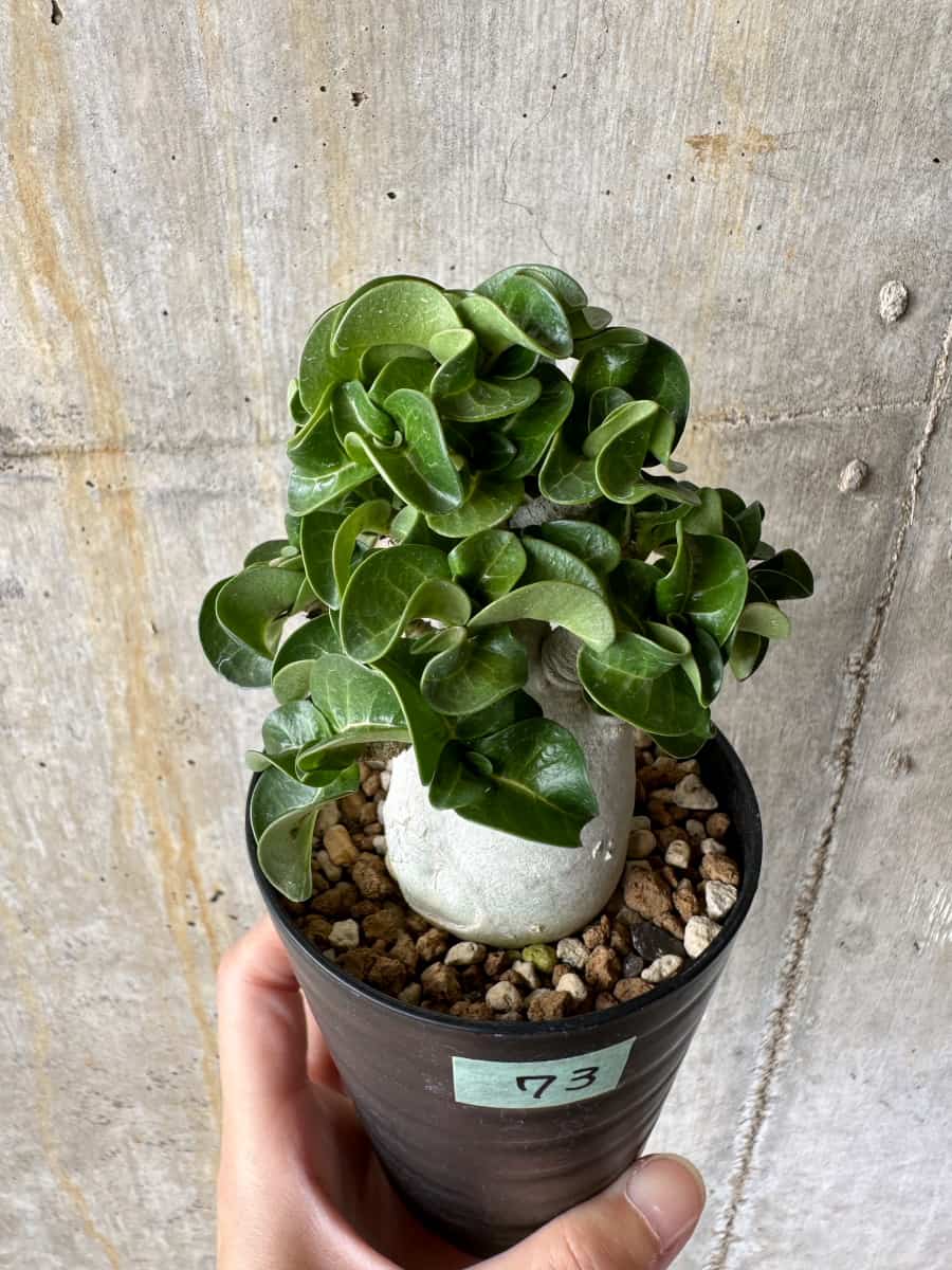 【現品限り】アデニウム・DHA 葉巻【C73】 Adenium DHA