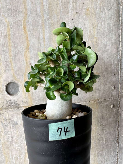 【現品限り】アデニウム・DHA 葉巻【C74】 Adenium DHA