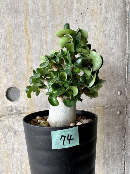 【現品限り】アデニウム・DHA 葉巻【C74】 Adenium DHA