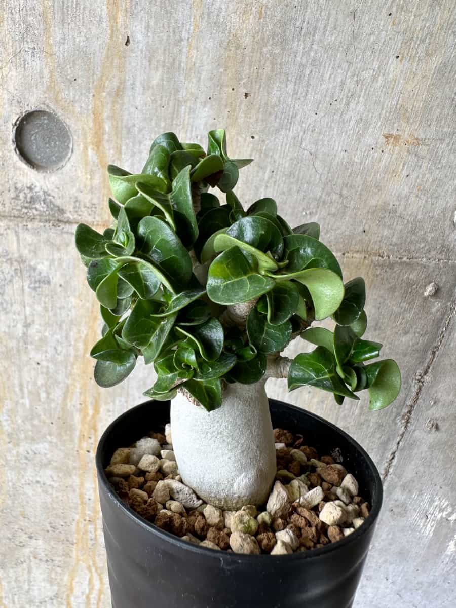 【現品限り】アデニウム・DHA 葉巻【C74】 Adenium DHA