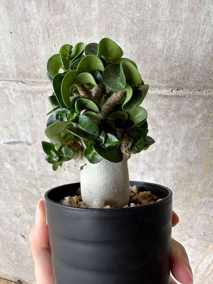 【現品限り】アデニウム・DHA 葉巻【C74】 Adenium DHA