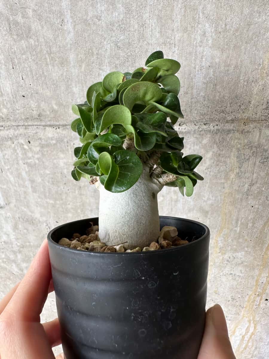 【現品限り】アデニウム・DHA 葉巻【C74】 Adenium DHA
