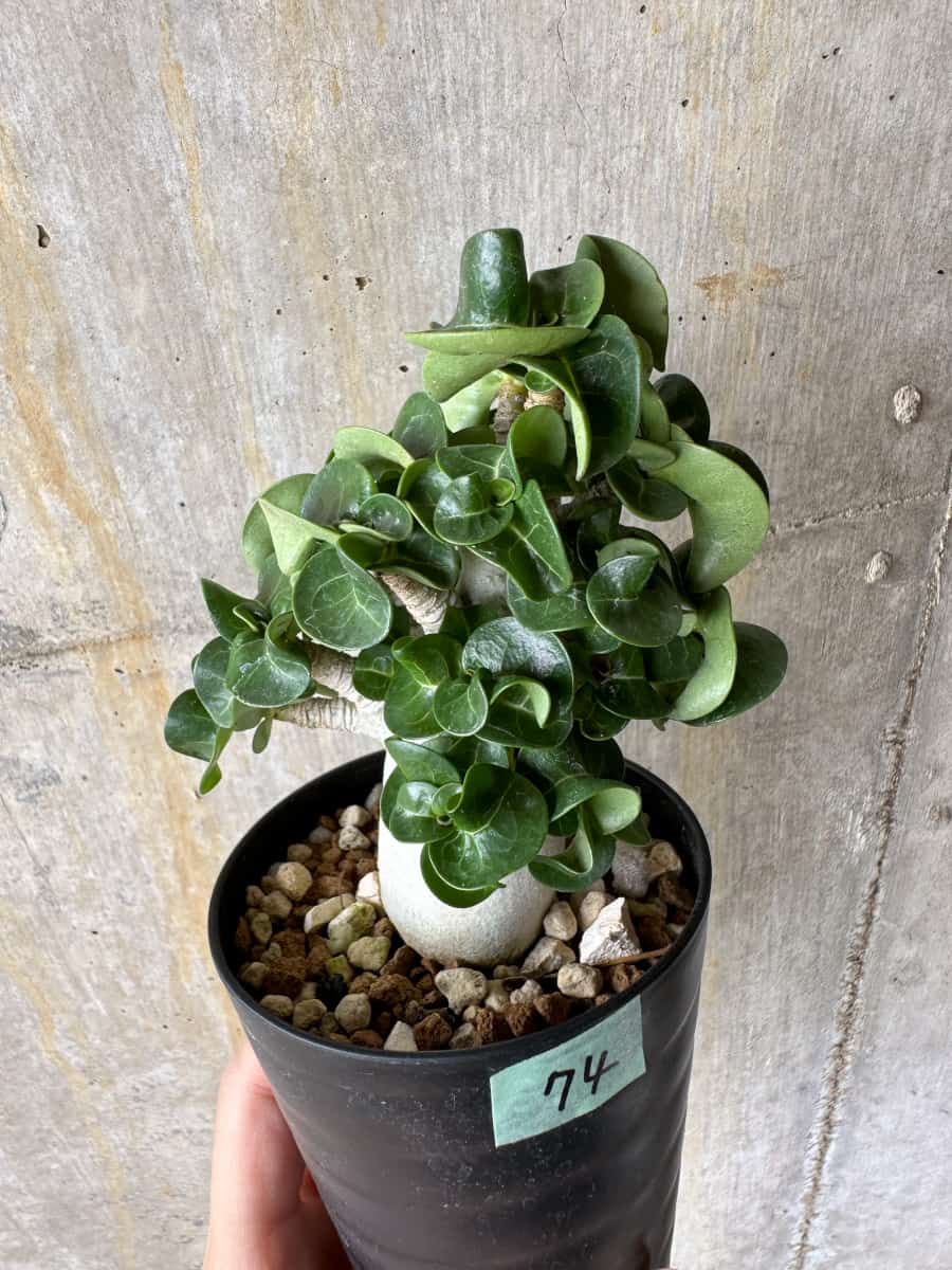 【現品限り】アデニウム・DHA 葉巻【C74】 Adenium DHA