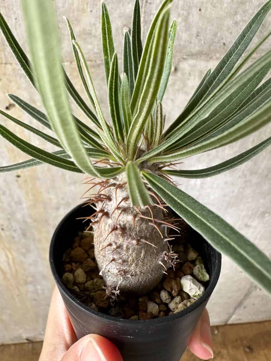 【現品限り】パキポディウム・グラキリス【C7】 Pachypodium gracilius