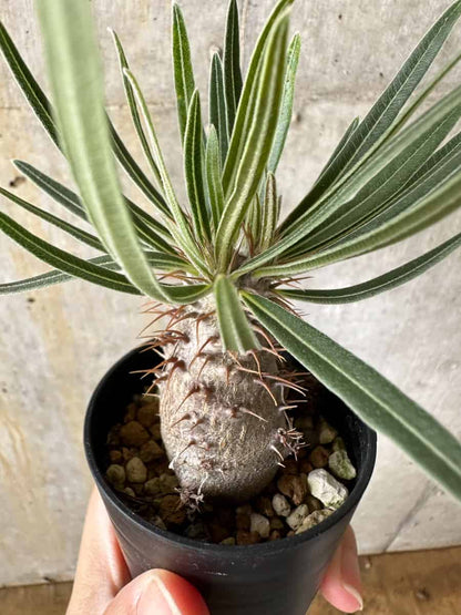 【現品限り】パキポディウム・グラキリス【C7】 Pachypodium gracilius