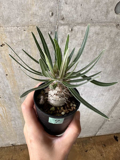 【現品限り】パキポディウム・グラキリス【C7】 Pachypodium gracilius
