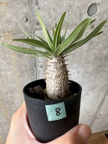 【現品限り】パキポディウム・グラキリス【C8】 Pachypodium gracilius