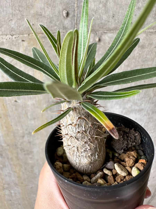 【現品限り】パキポディウム・グラキリス【C8】 Pachypodium gracilius