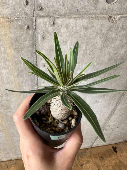 【現品限り】パキポディウム・グラキリス【C8】 Pachypodium gracilius