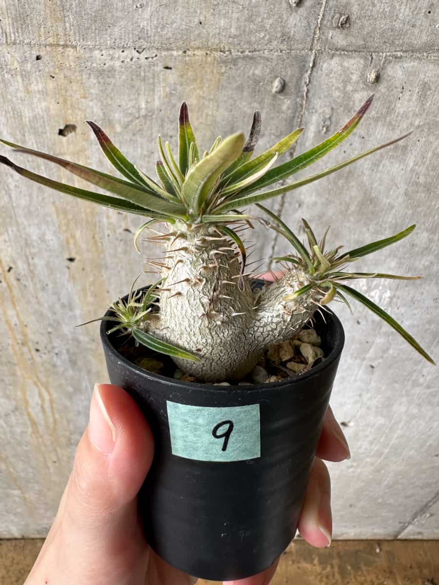 【現品限り】パキポディウム・グラキリス【C9】 Pachypodium gracilius