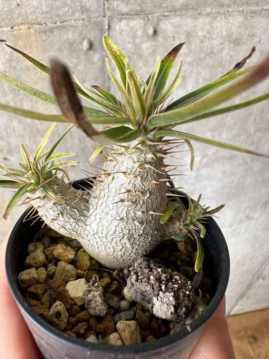 【現品限り】パキポディウム・グラキリス【C9】 Pachypodium gracilius