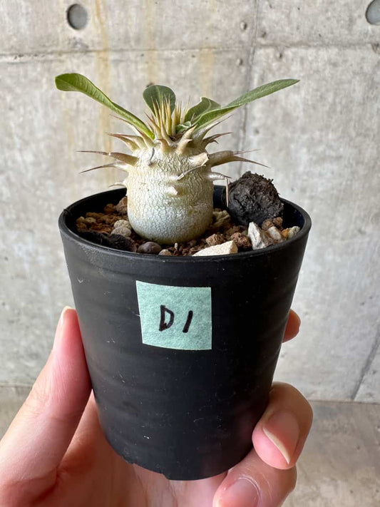 【現品限り】パキポディウム・恵比寿笑い 白花【D1】 Pachypodium brevicaule leucoxanthum
