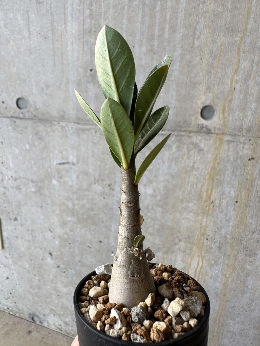 【現品限り】アデニウム・アラビカム(TDD)【D10】 Adenium arabicum(TDD)