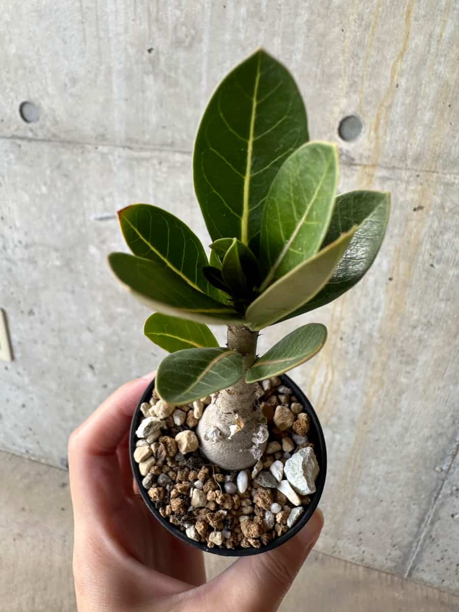 【現品限り】アデニウム・アラビカム(TDD)【D10】 Adenium arabicum(TDD)