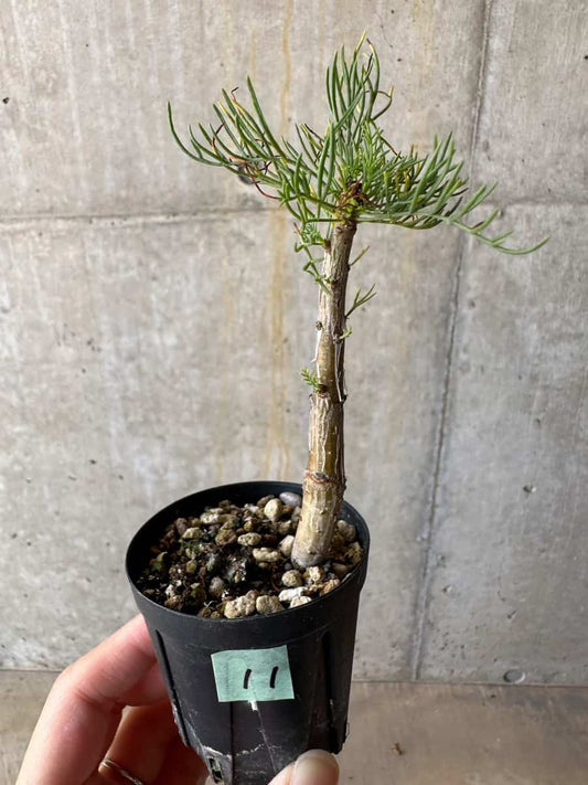 【現品限り】コミフォラ・クラウセリアーナ【D11】 Commiphora kraeuseliana