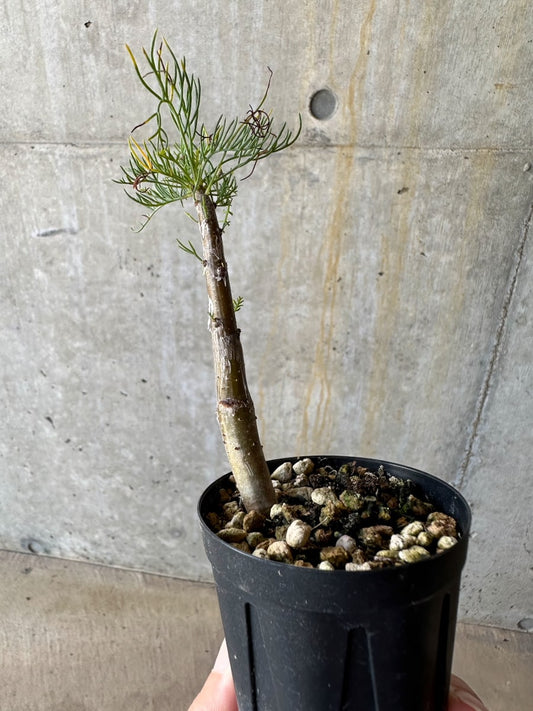 【現品限り】コミフォラ・クラウセリアーナ【D11】 Commiphora kraeuseliana
