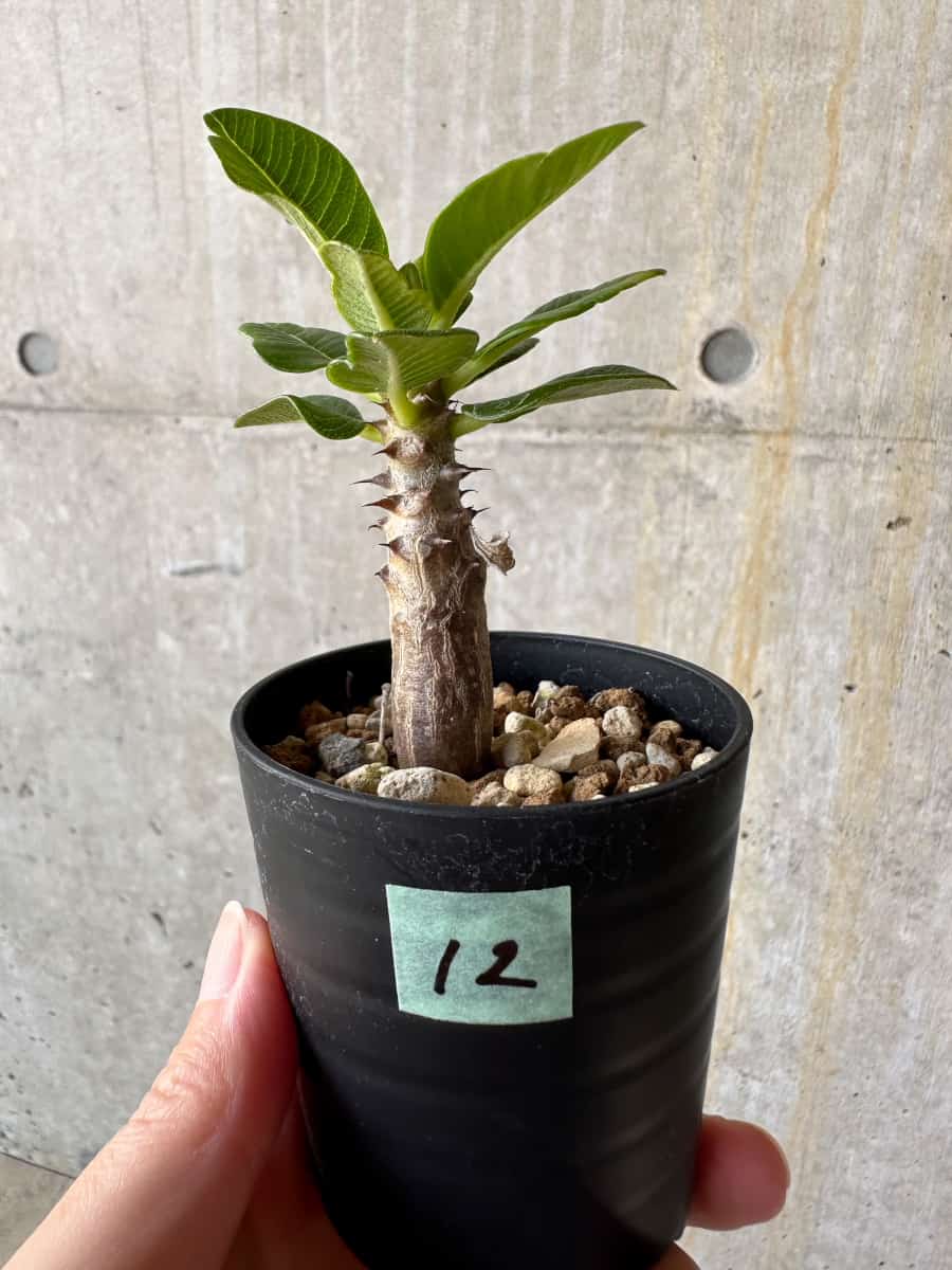 【現品限り】パキポディウム・ウィンゾリー 実生【D12】 Pachypodium windsorii