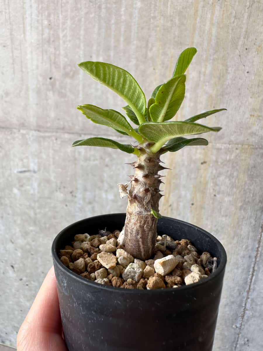 【現品限り】パキポディウム・ウィンゾリー 実生【D12】 Pachypodium windsorii