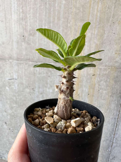 【現品限り】パキポディウム・ウィンゾリー 実生【D12】 Pachypodium windsorii