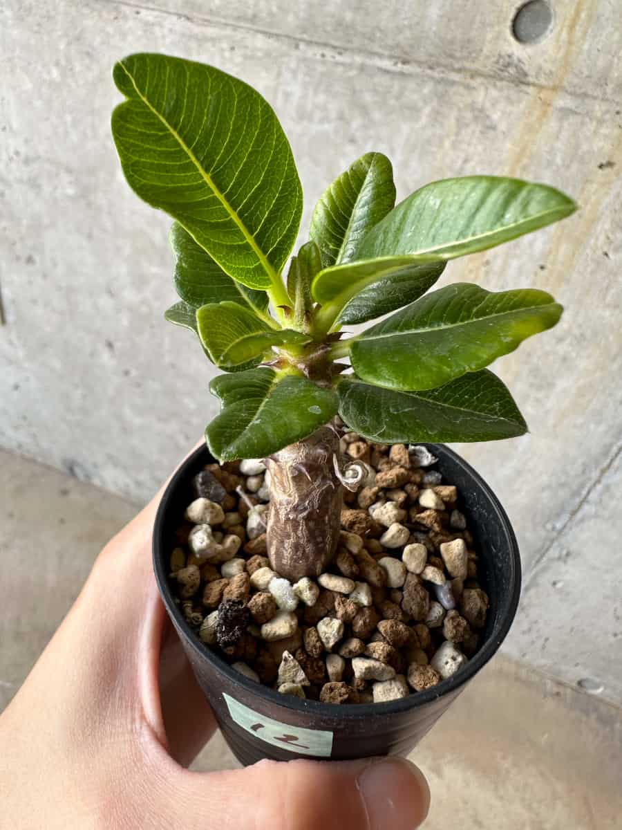 現品限り】パキポディウム・ウィンゾリー 実生【D12】 Pachypodium