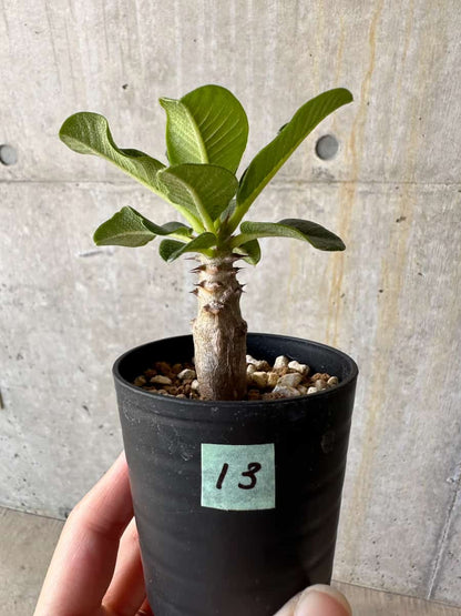 【現品限り】パキポディウム・ウィンゾリー 実生【D13】 Pachypodium windsorii