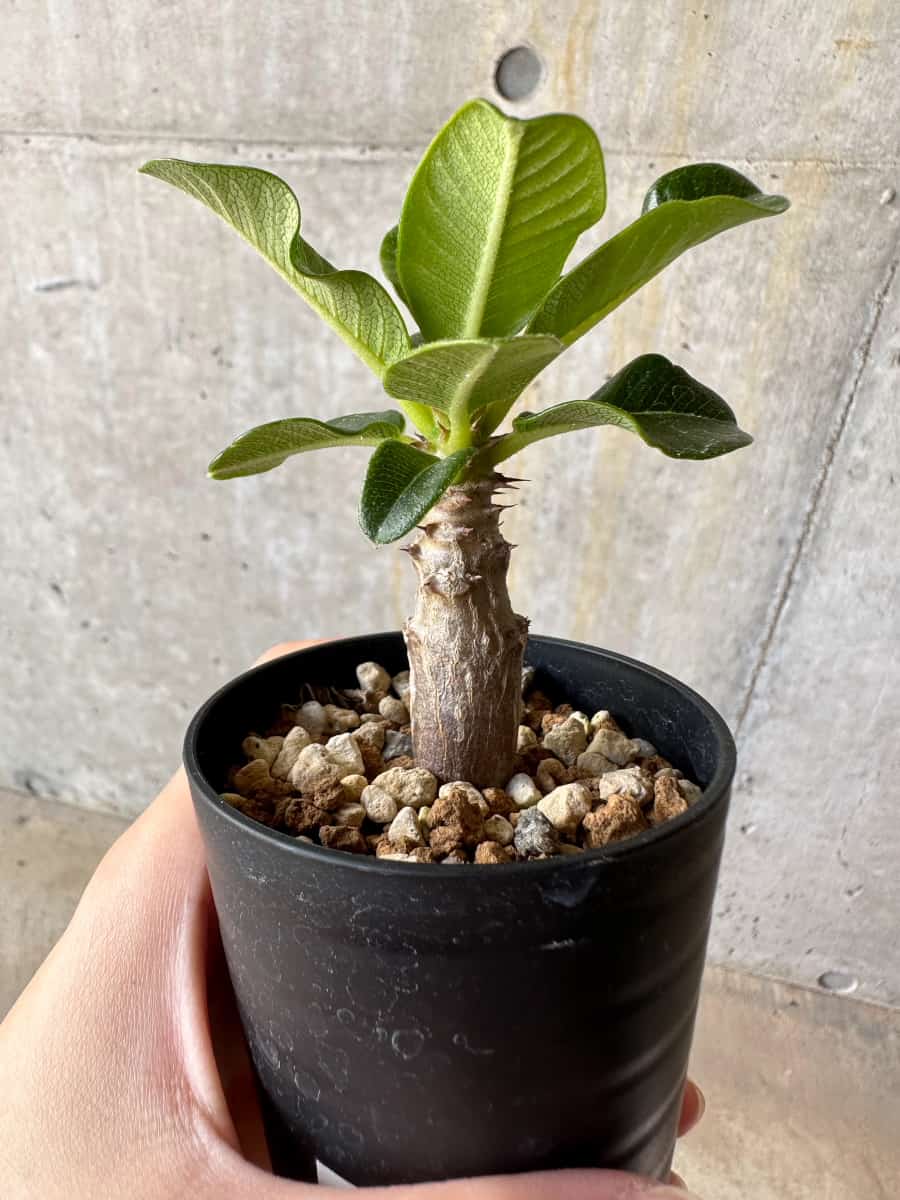 【現品限り】パキポディウム・ウィンゾリー 実生【D13】 Pachypodium windsorii