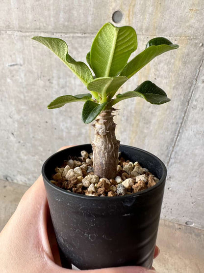 【現品限り】パキポディウム・ウィンゾリー 実生【D13】 Pachypodium windsorii