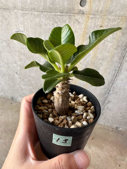 【現品限り】パキポディウム・ウィンゾリー 実生【D13】 Pachypodium windsorii