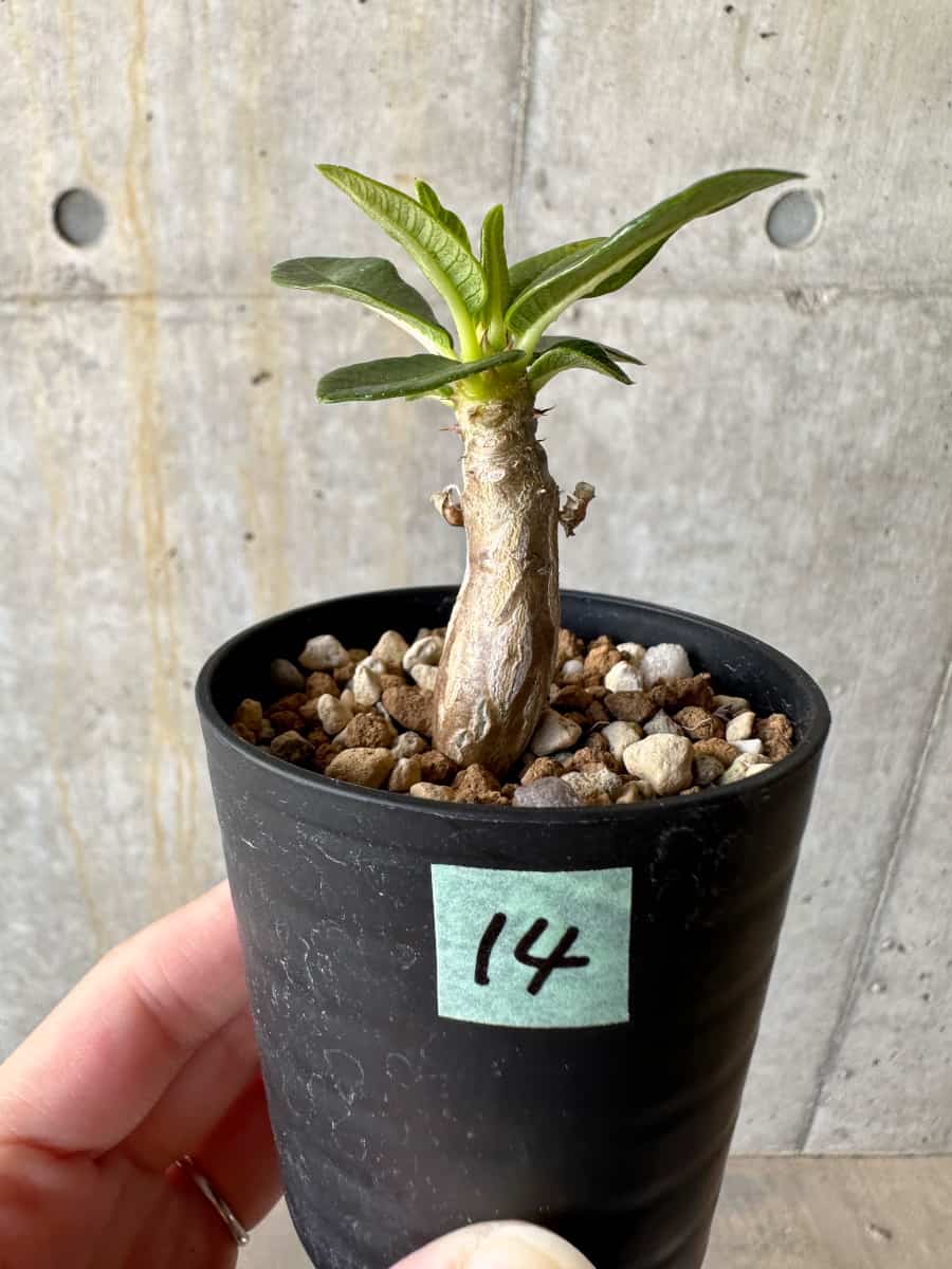 【現品限り】パキポディウム・ウィンゾリー 実生【D14】 Pachypodium windsorii