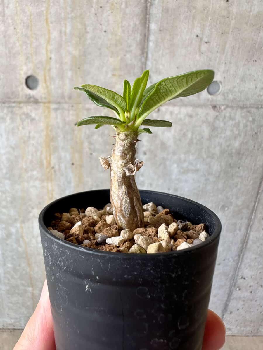 【現品限り】パキポディウム・ウィンゾリー 実生【D14】 Pachypodium windsorii