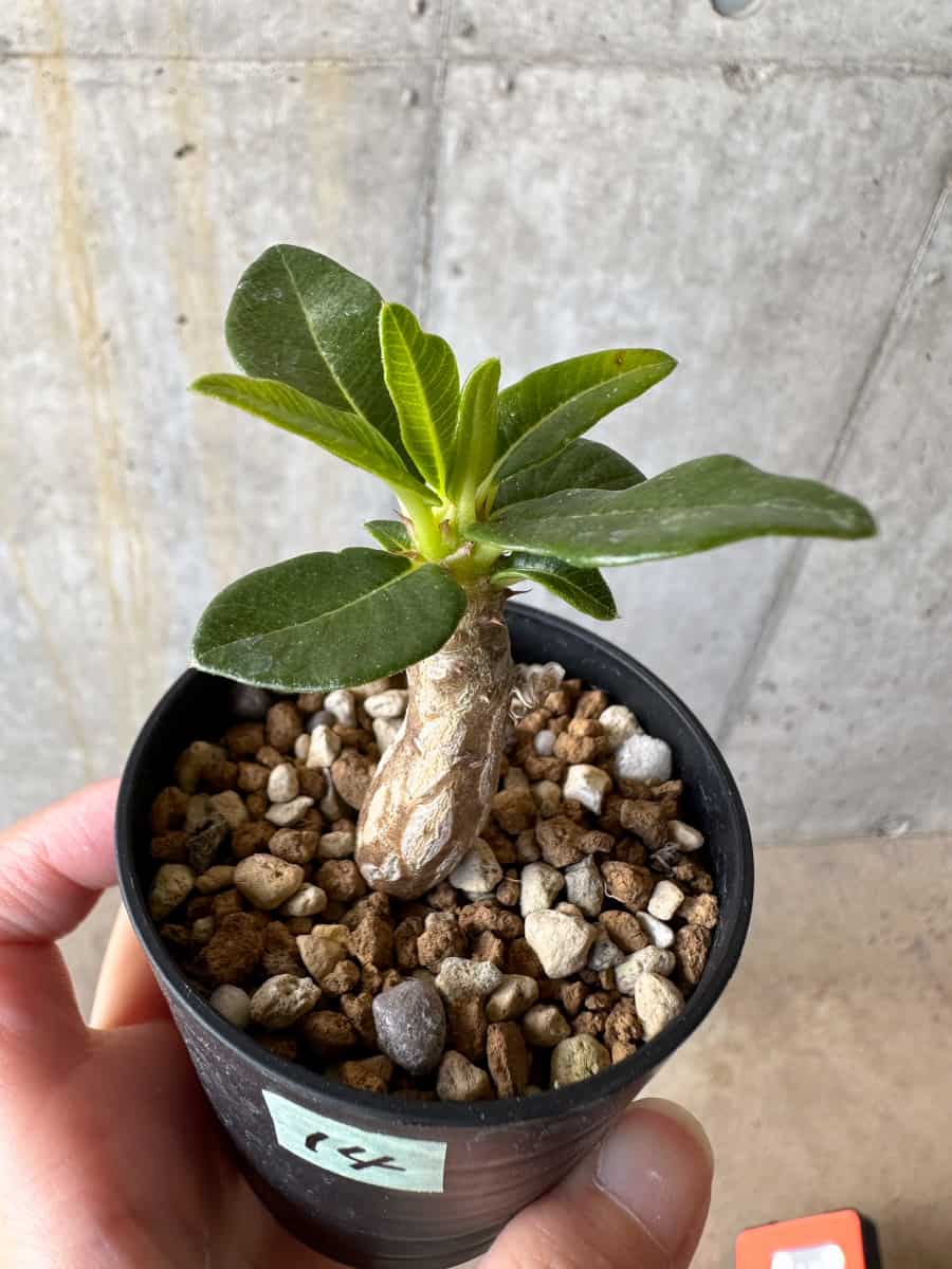 【現品限り】パキポディウム・ウィンゾリー 実生【D14】 Pachypodium windsorii