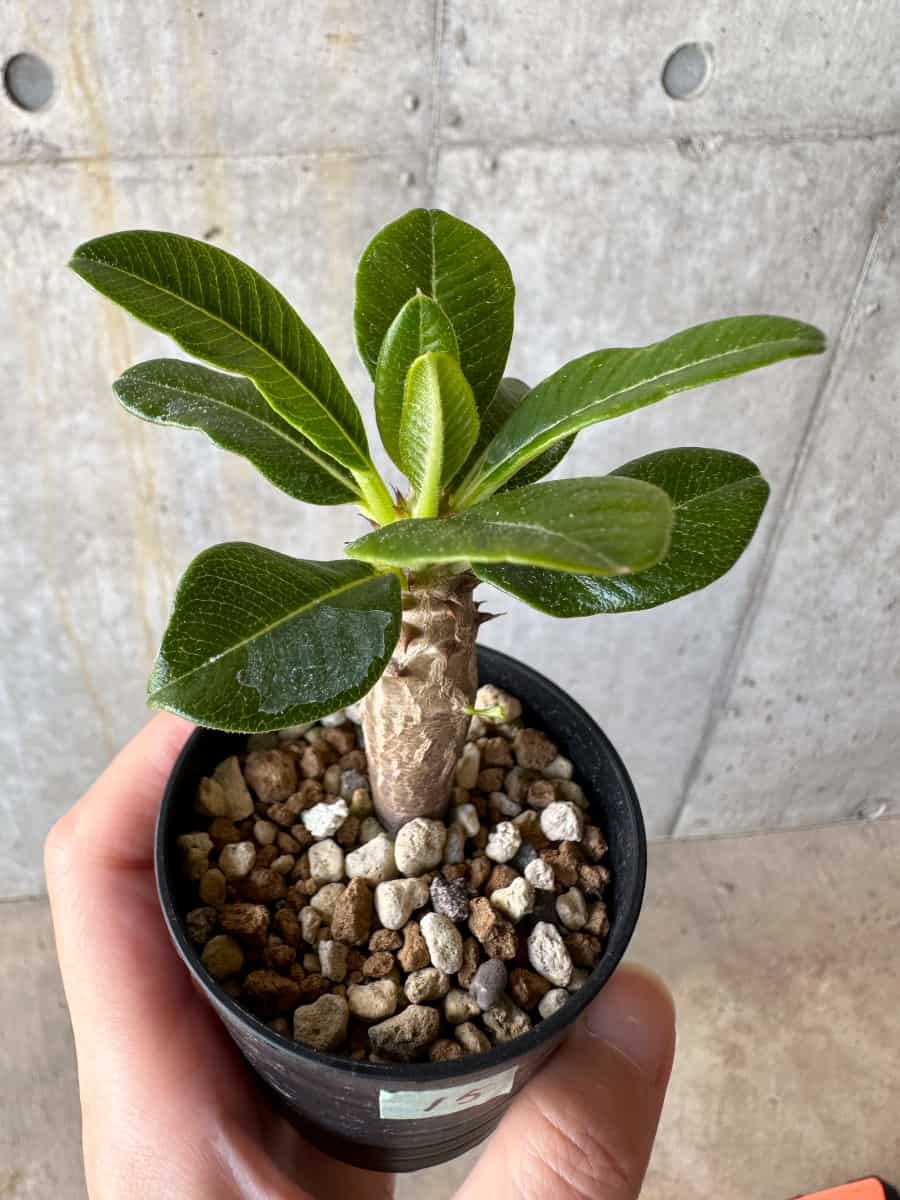 現品限り】パキポディウム・ウィンゾリー 実生【D15】 Pachypodium