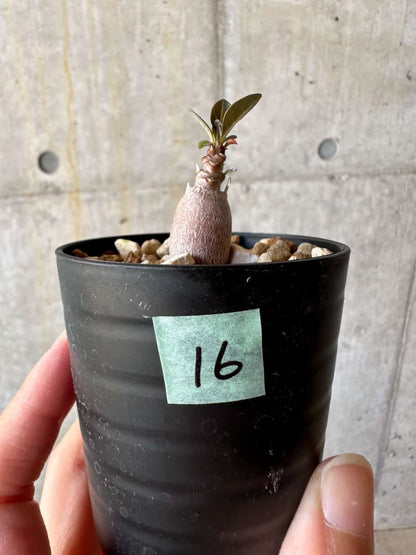 【現品限り】アデニウム・ソコトラナム【D16】 Adenium socotranum