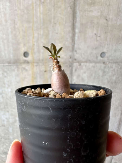 【現品限り】アデニウム・ソコトラナム【D16】 Adenium socotranum