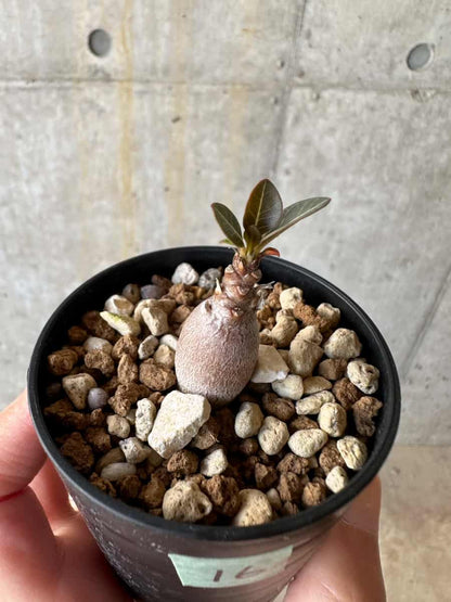 【現品限り】アデニウム・ソコトラナム【D16】 Adenium socotranum